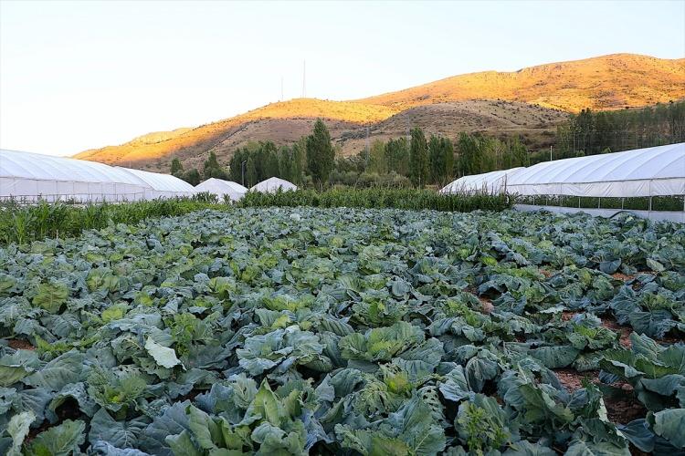 <p>Alanda bu yıl yüksek verim aldıklarını vurgulayan Ersen, yazın kentin sebze ihtiyacının üçte birinin buradan karşılandığını anlattı.</p>
<p> </p>