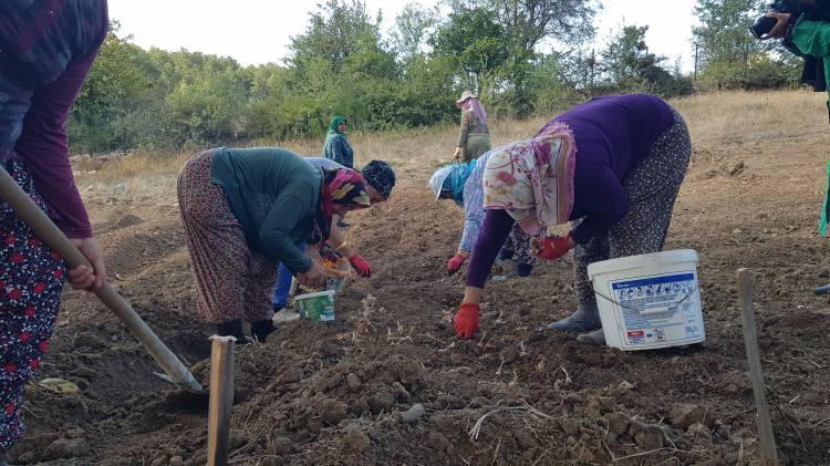 <p>Yaklaşık 10 dönüm yeni alanda dikim yaptıklarını ifade eden Yılmaz, "Dikim metodunu bu yıl değiştirdik. Farklı bir deneme yapıyoruz. Organik sıvı gübre ile dikim yapıyoruz. Otla mücadele zor olduğu için hayvan gübresi kullanmak istemedik. Sahanın üzerini dikimden sonra sıcaktan etkilenmesin diye örtü ile örteceğiz" diye konuştu.</p>
