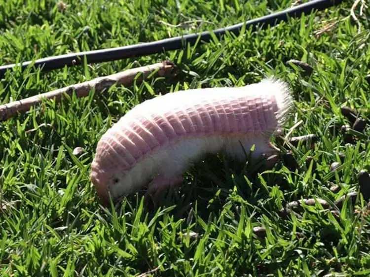 <p><span style="color:#B22222"><strong>Pembe Peri Armadillosu </strong></span></p>
<p>Pembe Peri Armadillo, armadillo türünün en küçük ve sevimli üyesidir.</p>
<p>Yalnızca yarım kilo ağırlığındaki Pembe Peri Armadillo köstebekler gibi yaşam sürer.</p>
<p>Ana vatanı Güney Amerika'dır.</p>
