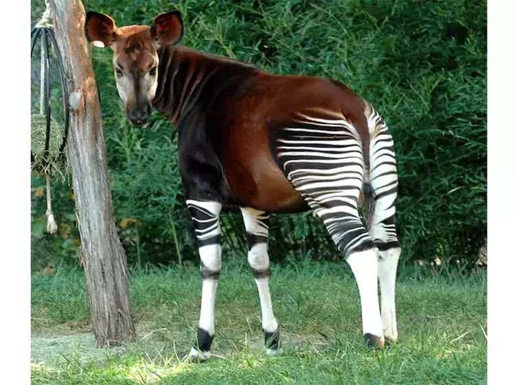 <p><span style="color:#B22222"><strong>Okapi </strong></span></p>
<p>Zebra'yı andıran Okapi daha çok Zürafa'ya benzer.</p>
<p>Orta Afrika'da yaşayan Okapiler 2,5 metre uzunluğa ve 340 kg ağırlığa erişebilir.</p>