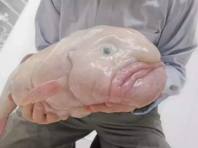 <p><span style="color:#B22222"><strong>Blobfish (Çirkin Balık) </strong></span></p>

<p>2013 yılında keşfedilen bir canlı türü olan Blobfish çok derin sularda yaşamını sürdürür. <br />
<br />
Avustralyai Tanzanya ve Yeni Zelanda civarında yaşamaktadır.</p>

