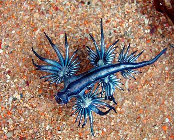 <p>Glaucus Atlanticus</p>
