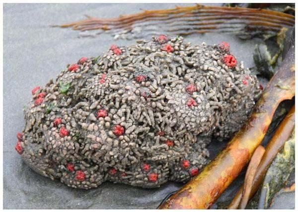 <p>Pyura Chilensis (Yaşayan Kaya)</p>
