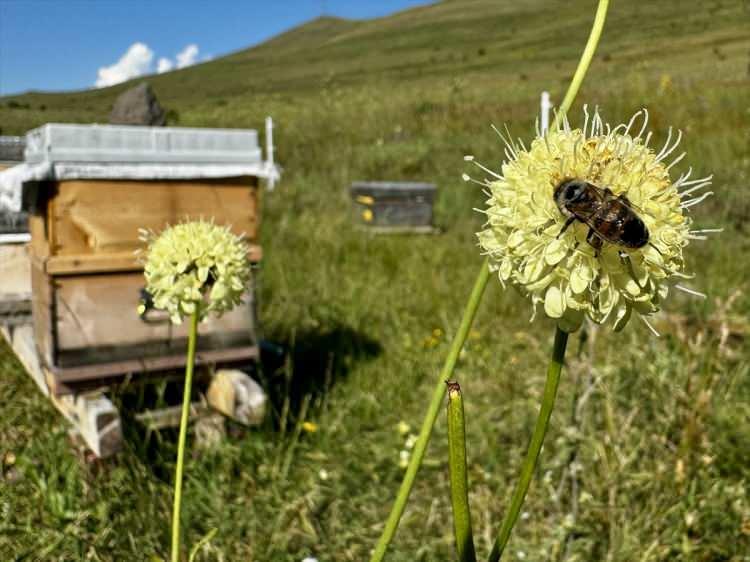 <p>Geniş meralarında yetişen endemik bitkileri, çeşitli çiçek florası ve yüksek rakımlı yaylaları ile Erzurum, gezgin ve yerli arıcıların yıllardır tercih ettiği illerin başında geliyor.</p>

<p> </p>
