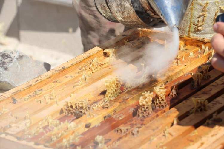 <p>Erzurum'un rakımının çok yüksek olmasından dolayı yaylalarında zengin floranın bulunduğunu anlatan Kenger, "Bu zengin florada, sezonda yaklaşık 200 bin arılı kovanı misafir ediyoruz. </p>

<p> </p>

