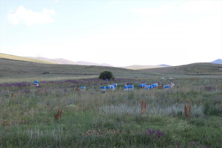 <p>Erzurum meralarının arıcılık için önemine vurgu yapan Turan, şöyle devam etti:</p>

<p> </p>
