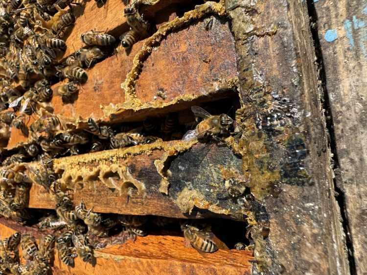 <p>Bu oldukça yüksek bir değer. Erzurum meralarında, rakım yüksek ve çiçek florası fazla olduğu için balın kalitesi çok iyi."</p>

<p> </p>
