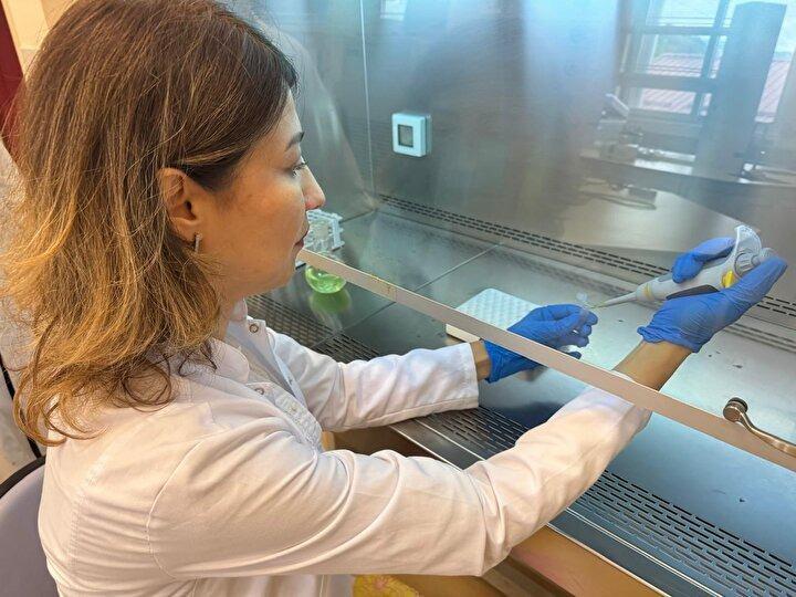 <p>"Daha sonra bunların apoptotik etkisini göstermek için Bursa Uludağ Üniversitesindeki ekip katkıda bulundu. Kanser hücreleri ve sağlıklı hücrelerde fındık yaprak ekstraktının hücre öldürücü etkisini göstermek için sitotoksik (hücreyi öldüren ya da fonksiyonunu durduran maddeler) testler yapıldı. Florasan ikili boyama ile mikroskobik görüntüleri alındı. Hücre ölüm yolağını daha detaylı tespit etmek için western blot analizi ve M30 antijen testi yapıldı. Hücre metastazına etkisini gözlemlemek hücre migrasyon testi yapıldı. </p>