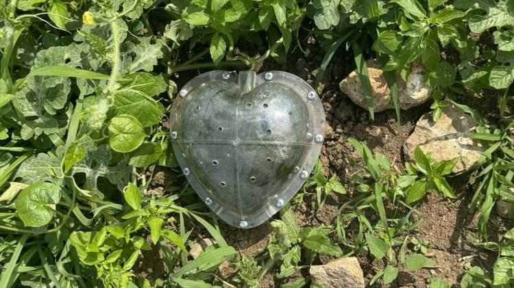 <p>Çok büyük hedefleri olmadığını belirten Yazıcı, "Bana 'karpuzcu Temel', 'Talihsiz Temel' derler. Gelir benden karpuz alırlar. Kalpli karpuzları yurt dışından da isteyenler olabilir, ona göre hareket edeceğim." dedi.</p>
<p>Yazıcı, kalp şeklindeki karpuzlara hasat yapmadan önce ilginin başladığını anlatarak, sözlerini şöyle tamamladı:</p>