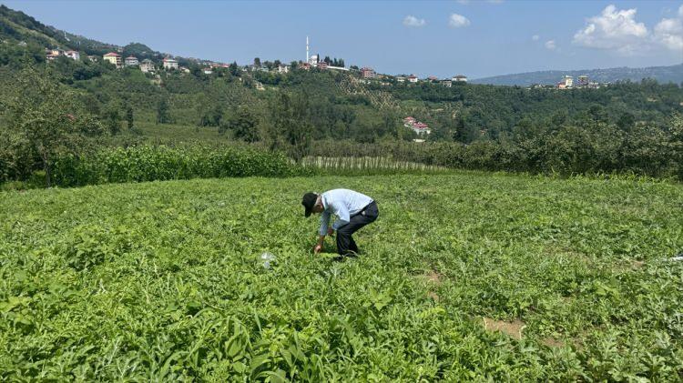 <p>Japonya'dan getirttiği tohumlarla "mavi karpuz" yetiştirmek için kolları sıvayan Yazıcı, bu tür karpuzda uğraşlarının karşılığını bir türlü alamadı.</p>