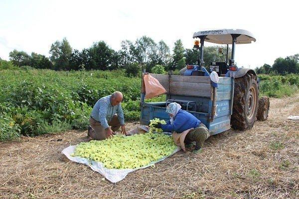 <p>Amasya'nın Taşova ilçesinde yetiştirilen coğrafi işaret tescilli çiçek bamyası kilosu 1000 TL'den alıcı buldu. </p>
