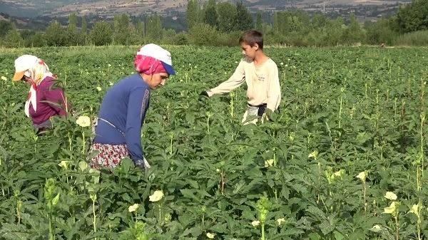 <p>Belevi köyünde düzenlenen bamya hasadına katılan ilde 5 bin 500 dekar alanda ekilişi yapılan çiçek bamyasından 2 bin 450 tondan fazla üretim beklendiğini açıklayan Amasya Valisi Yılmaz Doruk, bu ürünün şehrin ekonomisine yaklaşık 350 milyon TL katkısının olduğunu açıkladı.</p>
<p> </p>