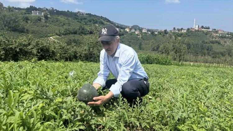 <p>Ortahisar ilçesine bağlı Akoluk Mahallesi'nde yaşayan 59 yaşındaki Yazıcı, yaklaşık 10 yıl önce kendisine ait 3,5 dönümlük fındık bahçesinden verim alamayınca karpuz üretmeye karar verdi.</p>