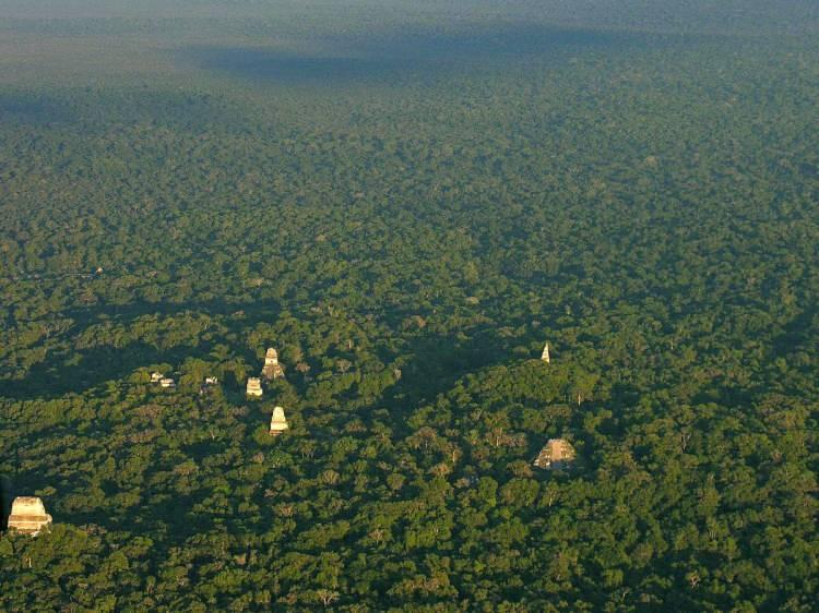 <p>Tikal, 600 ile 800 yılları arasında sanatsal açıdan zirveye ulaşmış ve sonrasında sanatsal açıdan önemli ölçüde bozulmaya uğramıştır. Tikal'in ana yapıları 1 mil karelik bir alanı kaplamaktadır.</p>
