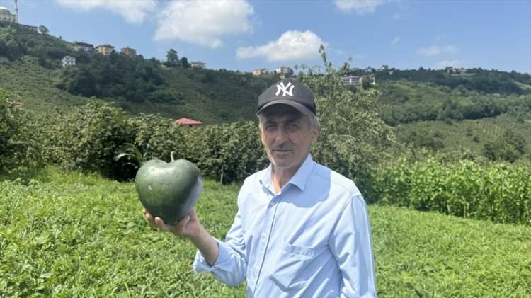 <p>Yazıcı, karpuz yetiştirmeyi sevdiğini ifade ederek, "Köşeli ve kalpli karpuza yönelik çalışma yaptım, sonunda şükürler olsun başardım." dedi.</p>