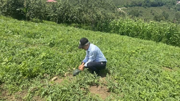 <p>Japonya'da üretilen karpuz türlerinden "mavi karpuz" ile başarısız bir yolculuğu olduğunu dile getiren Yazıcı, yeni işler denemekten asla vazgeçmediğini anlattı.</p>