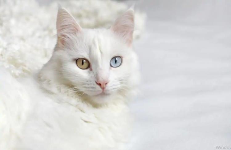 <p><span style="color:#DAA520"><strong>ANKARA KEDİSİ</strong></span></p>
<p>Van kedisiyle birlikte ana vatanı Türkiye olan diğer tür Ankara kedisi.</p>