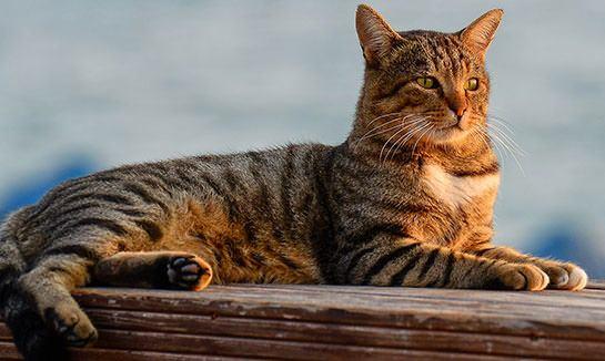 <p><span style="color:#8B4513"><strong>KISA T&Uuml;YL&Uuml; T&Uuml;RK KEDİSİ</strong></span></p>

<p>Bu t&uuml;r yaygın olarak "tekir kedi" olarak da bilinir.</p>
