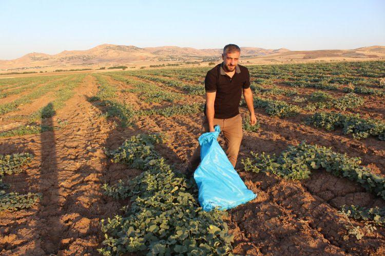 <p>Kalbe ve kansızlığa iyi gelir, tansiyonu düzenler. Kavunu aşırıya kaçmamak şartıyla kalp hastalarının tüketmesi gerekir. </p>
