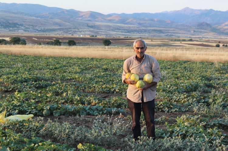 <p>Sindirilmesi kolay olan meyveler arasında yer alan kavun, kilo vermek isteyen ancak metabolizma hızı yavaş olanlara önerilir. </p>
<p> </p>