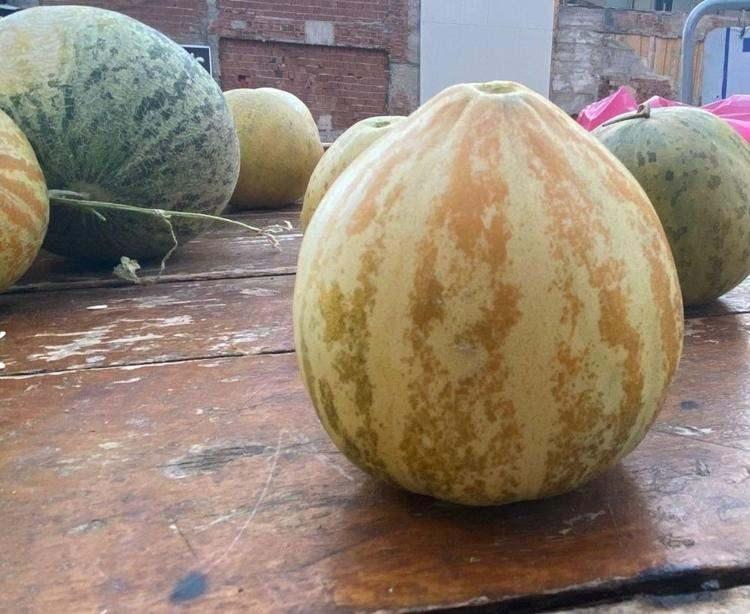 <p>Elâzığ'ın Kovancılar ilçesinde susuz arazilerde yetişen, tadı ve şekli farklı "Kultik kavunu" pazarlarda yerini almaya başladı.</p>
<p> </p>