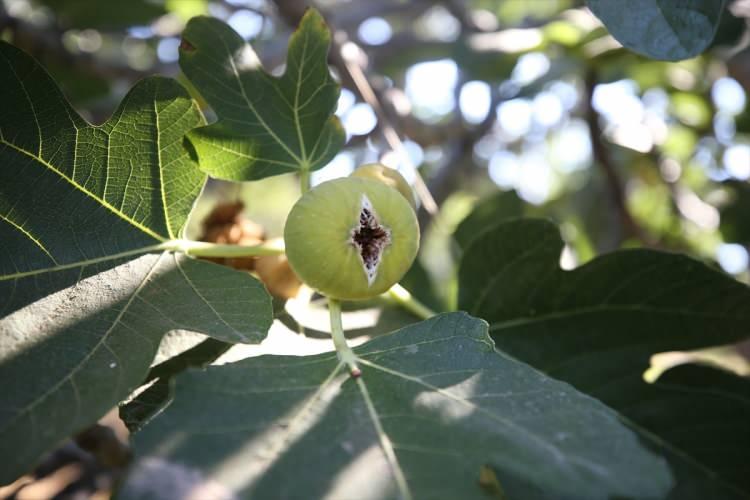 <p>Cihat Çiçekler de Kahramanmaraş'tan tatil için geldiğini, tadına bakıp beğendikleri inciri dönüş yolunda da yemek için aldıklarını anlattı.</p>

<p> </p>
