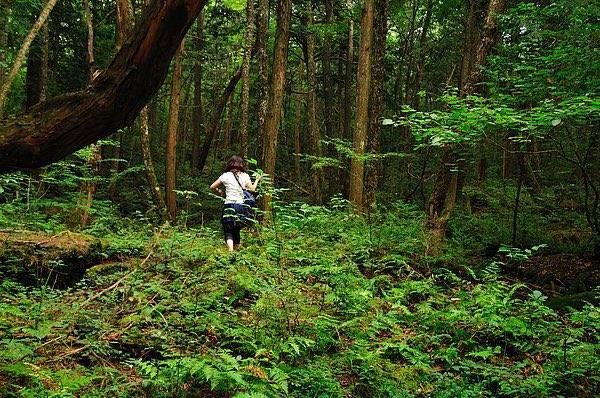 <p><span style="color:#B22222"><strong>Aokigahara Ormanı, Japonya</strong></span></p>