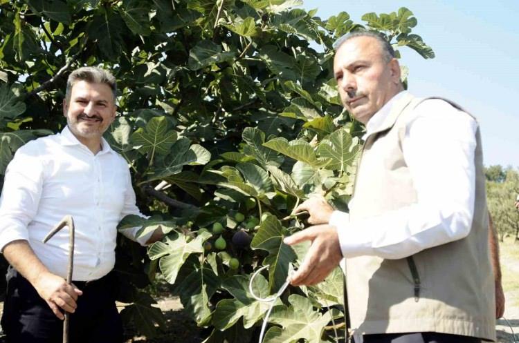 <p>Raf ömrü, dış görünüşü ve tadıyla dünyanın en kaliteli inciri olarak kabul edilen Bursa'nın siyah incirinde hasat başladı. </p>
