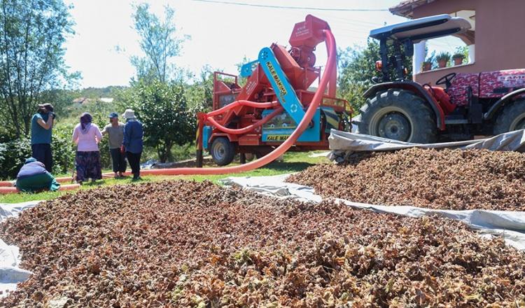 <p> Burada kurutuyoruz, sonra patoz işlemi ve tane olarak da kurutuyoruz. Sonrasında da inşallah satılacak" diye konuştu.</p>
