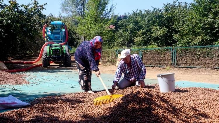 <p><strong>"Hasat ve sonraki süreç zor"</strong></p>

<p>Fındık üreticisi Mustafa Yıldırım, fındık hasadına devam ettiklerini, toplanan fındıkları ise patoz işleminden geçirdiklerini söyledi. Kahverengi kokarcanın fındıklara zarar verdiğini ifade eden Yıldırım, “Kokarca Ordu'da fındığa yüzde 20 civarında zarar verdi. </p>
