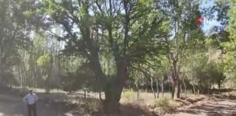 <p><em><strong>Sonra da gen&ccedil; yaşta hayatlarını kaybetmişler. Bu nedenle kimse bu ağaca dokunmaz. Biz dokunmasak da ağa&ccedil; kendine kıymış artık kurumaya başlamış&rdquo; </strong></em>şeklinde konuştu.</p>
