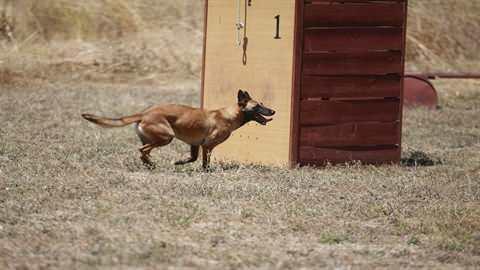 <p>Terör unsurlarının barındığı mağara, tünel ve meskun mahallelere önden gönderilecek olan eğitimli köpekle, terörle mücadele operasyonlarındaki başarının ve Mehmetçik'in can güvenliğinin artması hedefleniyor.</p>
