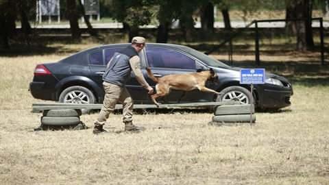 <p>Belçika Malinois, Alman çoban ve labrador ırkı başta olmak üzere 'bomba', 'mayın', 'narkotik', 'ceset arama', 'arama kurtarma’, 'keşif', 'devriye', 'iz takip' gibi olmak üzere 8 farklı branşta eğitilen köpekler, ortalama 20 aylık sürecin ardından kıtalara sevk ediliyor.</p>