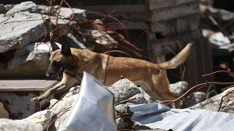 <p>DHA'nın ilk olarak Ekim 2023'te arazideki eğitim faaliyeti sırasında görüntülediği UKKS, Gemlik'teki Köpek Üretim ve Eğitim Tabur Komutanlığı'nda üretilen ve eğitilen Belçika Malinois cinsi 3 yaşındaki keşif köpeği 'Parka' tarafından eğitim alanında test edildi.</p>
