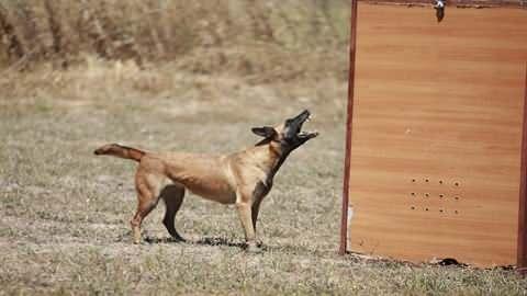 <p>Kara Kuvvetleri Komutanlığı'na bağlı birliklerle Gemlik'teki Askeri Veteriner Okulu ve Eğitim Merkezi Komutanlığı'ndan deprem bölgesine sevk edilen 28 arama köpeği ile 1 ceset arama köpeği, 78 kişinin enkazdan kurtarılmasını sağladı.</p>

