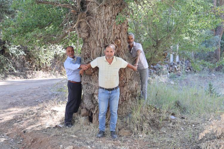 <p>Rivayete göre ağacın birkaç dalı geçmiş yıllarda yola gelmesi nedeniyle kesildi. Ancak, bu küçük budamaların ardından dal kesme işlemi gerçekleştiren kişiler, genç yaşta hayatlarını kaybetti. </p>