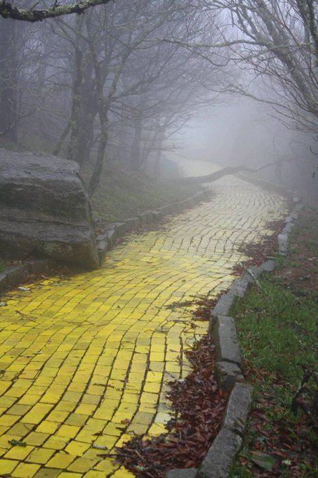 <p>Kuzey Carolina'daki terk edilmiş "Land of Oz" tema parkının ürkütücü sarı tuğla yolu.</p>
