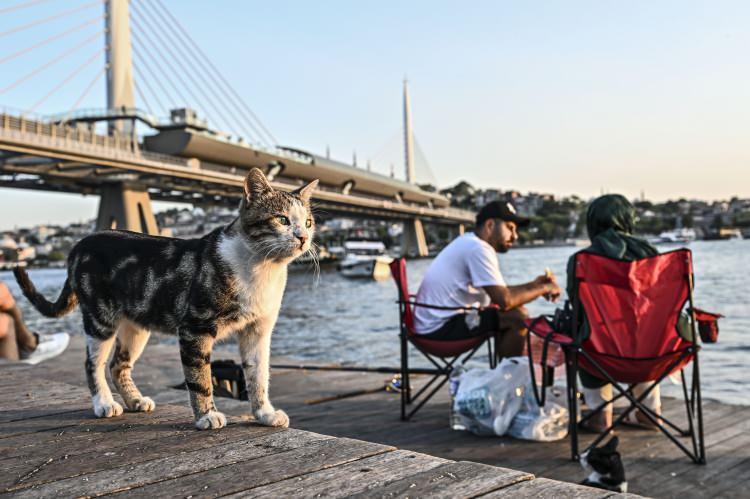 <p>&Uuml;sk&uuml;dar'da hava sıcaklığı ve hissedilen sıcaklık 22,3, nem oranı y&uuml;zde 88'e ulaşırken, Zeytinburnu'nda hava sıcaklığı ve hissedilen sıcaklık 23,8, nem oranı da y&uuml;zde 86'ya ulaştı. Megakentte genel hava sıcaklığı ve hissedilen sıcaklık 24,5 derece ve nem oranı y&uuml;zde 83'&uuml; buldu.</p>

<p>&nbsp;</p>
