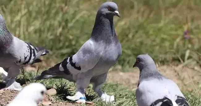 <p>Çocukluk yıllarından beri güvercin yetiştiriciliğini sürdürmeyi başaran Hasan Çetinkaya, evinin damında oluşturduğu alan ile güvercin yetiştiriciliğine devam ediyor.</p>
