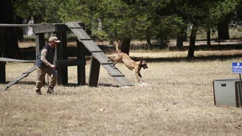 <p>Gemlik'teki Askeri Veteriner Okulu ve Eğitim Merkezi Komutanlığı Köpek Üretim ve Eğitim Tabur Komutanlığı'nda üretilip eğitilen köpekler, yurt içi ve sınır ötesi operasyonların yanı sıra doğal afetlerde de etkin rol oynuyor.</p>
