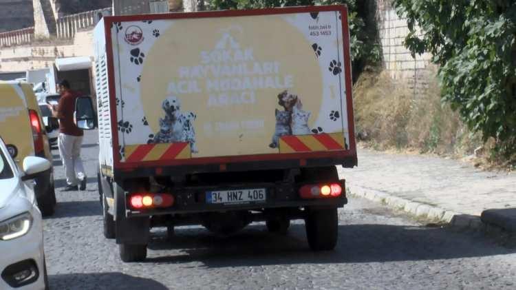 <p>K&ouml;pekler sakinleştirici iğne yardımıyla yakalanıp Yedikule Hayvan Barınağı'na g&ouml;t&uuml;r&uuml;ld&uuml;.&nbsp;</p>
