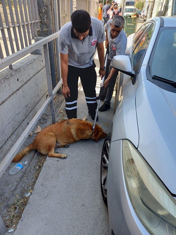 <p>K&ouml;pekleri yakalama &ccedil;alışmasından g&ouml;r&uuml;nt&uuml;ler kameraya yansıdı. Yaşamını yitiren Ayhan &Ouml;z&ccedil;elik&rsquo;in akrabası Burhan Deli, "Burada d&ouml;rt g&uuml;nde d&ouml;rd&uuml;nc&uuml; k&ouml;pek saldırısı" dedi.</p>
