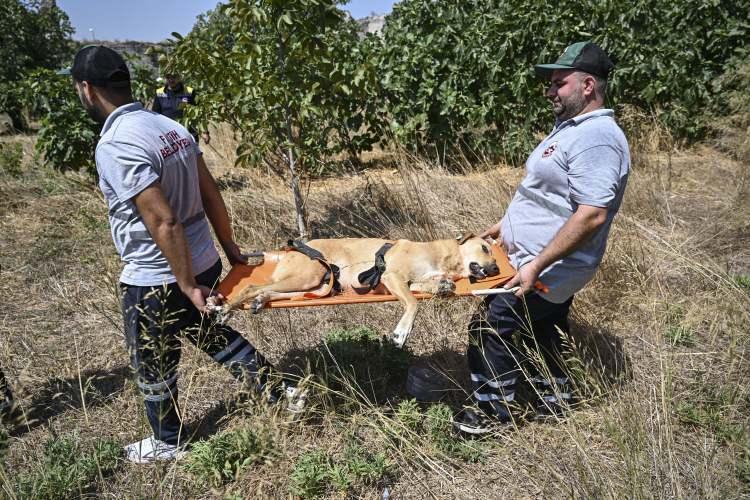 <p>Fatih&rsquo;te başıboş k&ouml;peklerin saldırdığı Ayhan &Ouml;z&ccedil;elik&rsquo;in &ouml;l&uuml;m&uuml;n&uuml;n ardından b&ouml;lgedeki k&ouml;pekler toplanıyor.&nbsp;</p>
