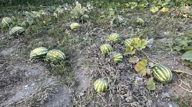 <p><em><strong>Ben meslek olarak çiftçiliği seviyorum, köyümü de çok seviyorum. 200 dönüme yakın arazim var. Her sene hiç bıkmadan ekim yapıyorum. Bahçemde 20’den fazla değişik meyve ağacı var. </strong></em></p>