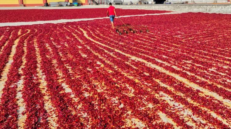<p>Yoğun mesai harcayan işçiler, ilk olarak biberi saplarından ayırıyor. Ardından makineden geçirilen biberler, güneşlenmesi için büyük alanlara seriliyor.</p>