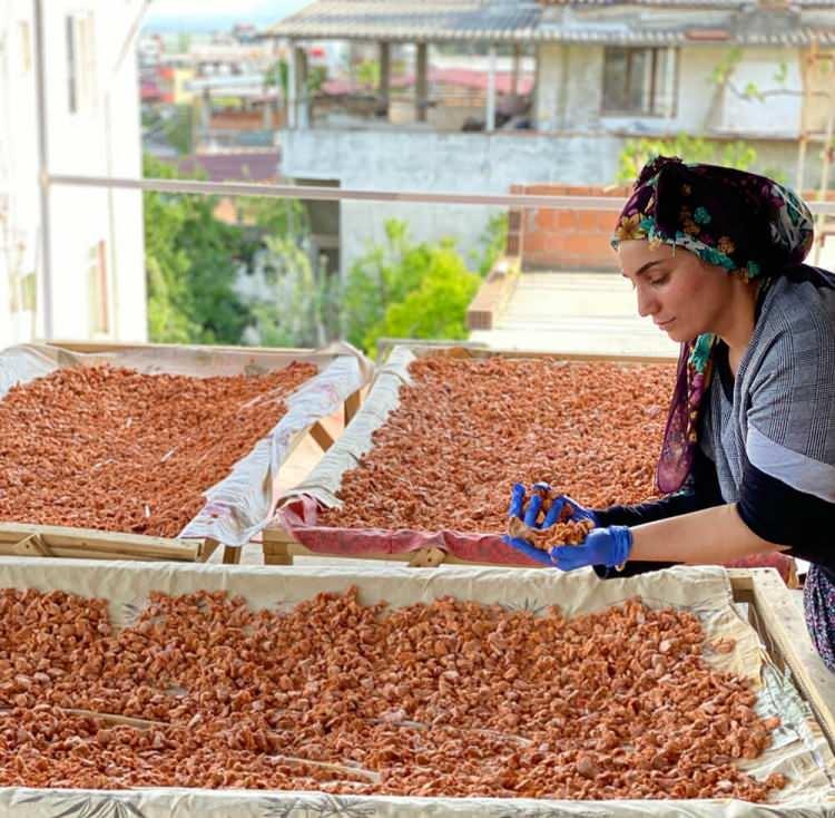 <p>Belirgin kokusuyla kolay tanınabilen tarhana otu, alternatif tıbbın uzun yıllar kullandığı bitkidir. </p>
