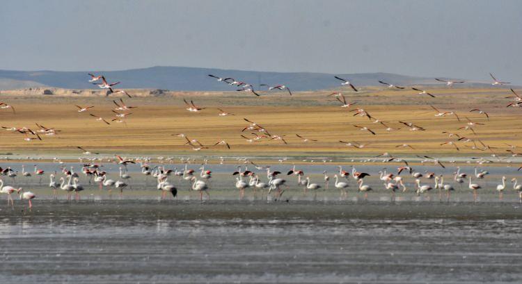 <p>Göl, flamingo, yaz ördeği, Macar ördeği, pasbaş patka, dikkuyruk, kılıçgaga, büyük cılıbıt, Akdeniz martısı ve gülen sumru gibi 180 türden yaklaşık 42 bin kuşa ev sahipliği yapıyor.</p>