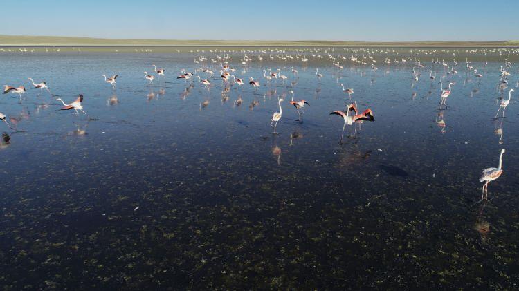 <p> Kuşların üreme alanlarının da bulunduğu göl, 2020 yılında da suların azalmasına bağlı olarak <strong>"Artemia salina"</strong> bakterisi nedeniyle pembeye büründü.</p>