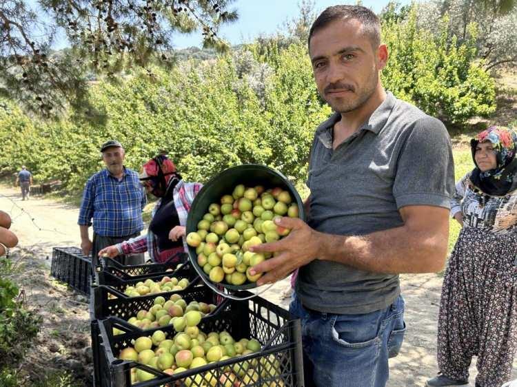 <p><strong>Hatay'da altın değerindeki kayısının hasadı başladı. Bin bir zorlukla toplanıyor ama ne tadına ne de şifasına doyum olmuyor.</strong></p>
