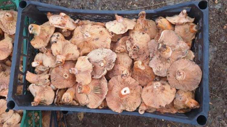 <p>Bilimsel adı 'Lactarius salmonicolor' olan kanlıca mantarı Karabük'te kilosu 250 TL'den pazardaki yerini aldı. </p>
